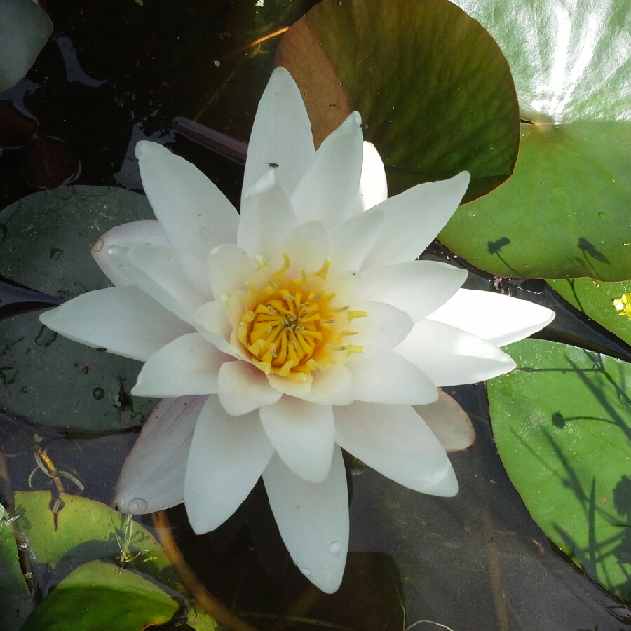 Water Lily