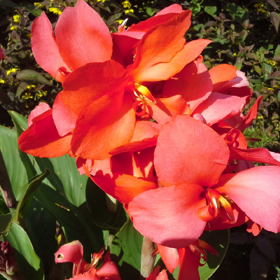 Plant image Canna 'President' syn. Canna 'Fireside'