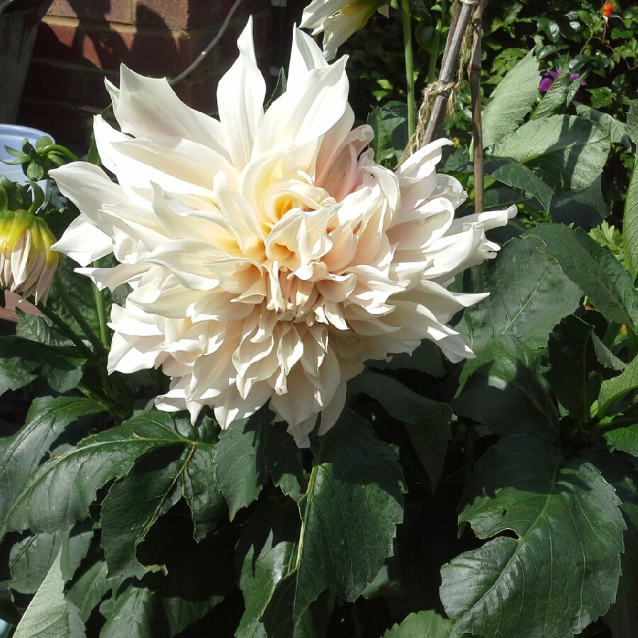 Dahlia 'Cafe au Lait' (Decorative)