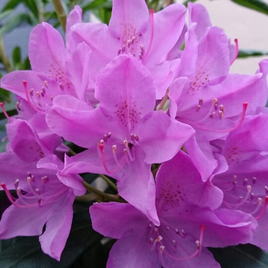 Plant image Rhododendron 'Delta'