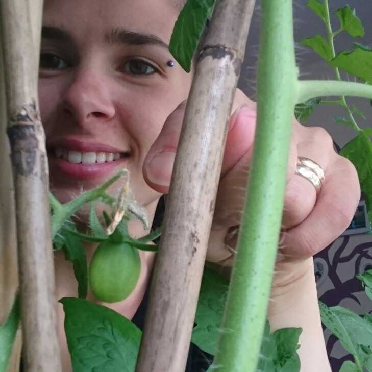 Plant image Solanum lycopersicum 'Roma'