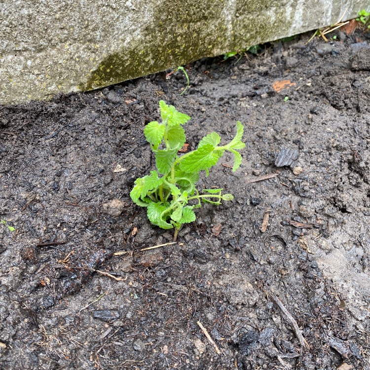 Plant image Nepeta x faassenii