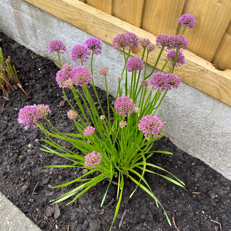 Plant image Allium 'Millennium'