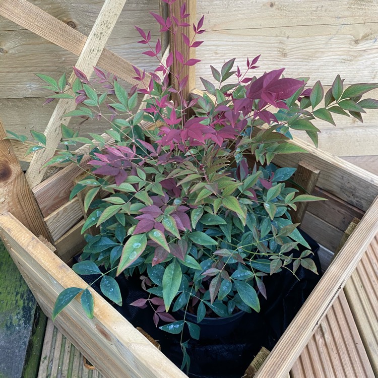 Plant image Nandina domestica 'Obsessed'