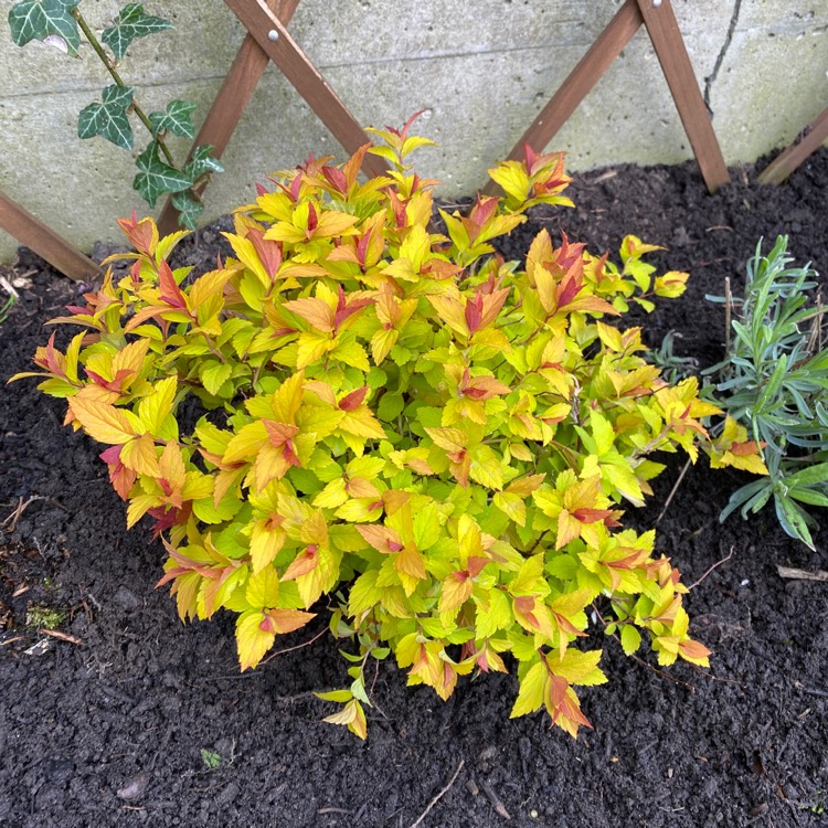 Plant image Spiraea japonica 'Magic Carpet'