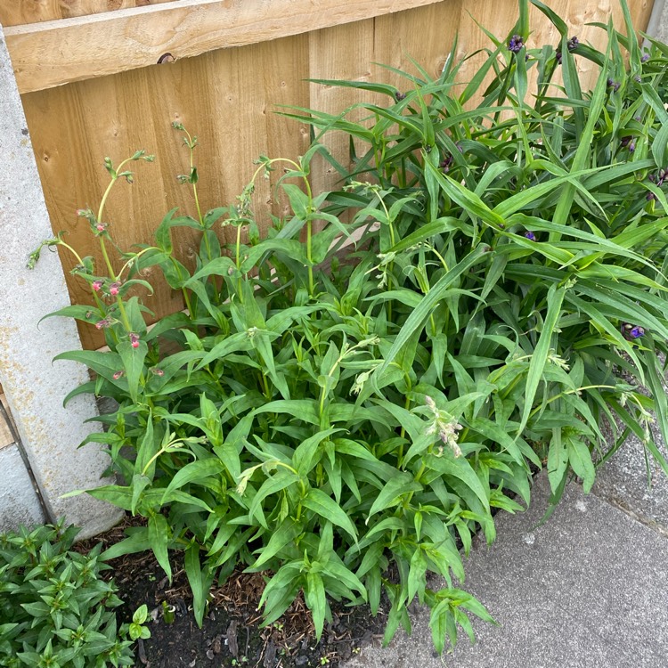 Plant image Penstemon Volcano 'Fujiyama'