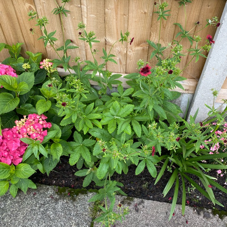 Plant image Potentilla nepalensis 'Ron McBeath'