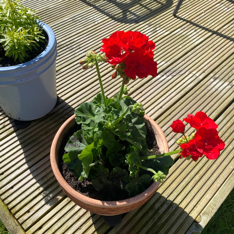 Plant image Geranium himalayense 'Plenum' syn. Geranium himalayense 'Birch Double'