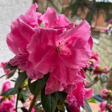 Rhododendron 'Percy Wiseman'