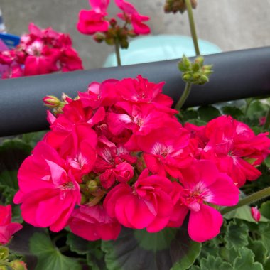 Kalanchoe 'Pink Queen'