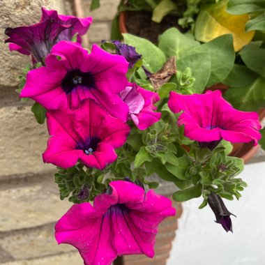 Trailing Petunia