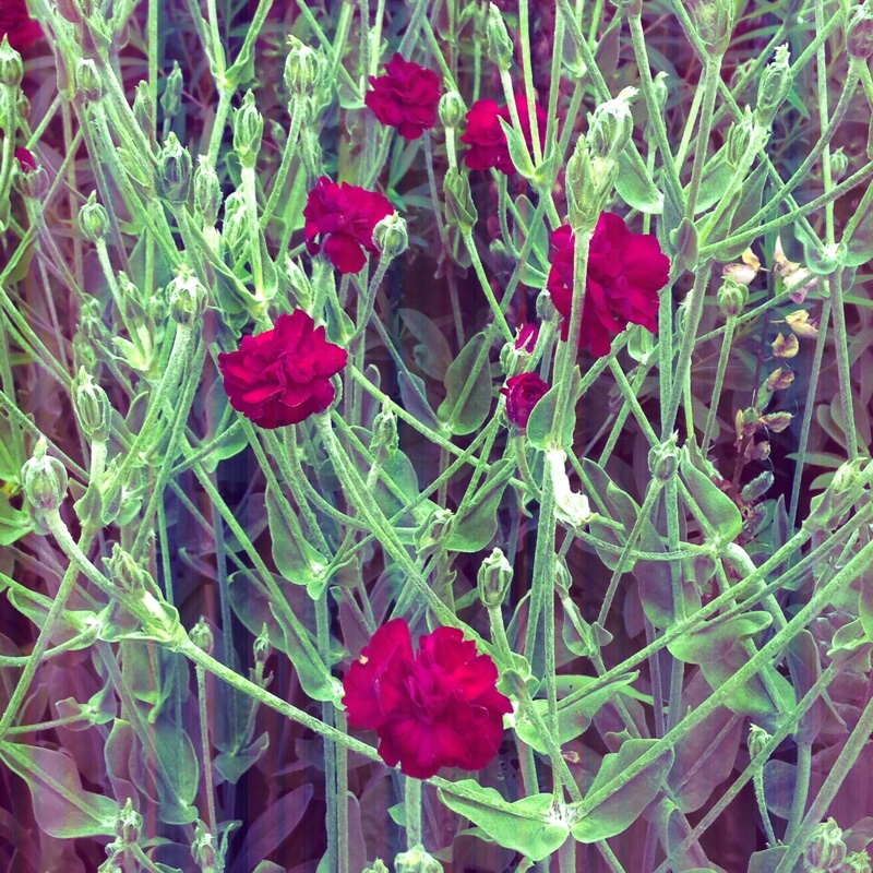 Plant image Lychnis coronaria 'Gardeners World'