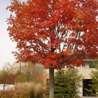 Plant image Acer x freemanii 'Autumn Fantasy'