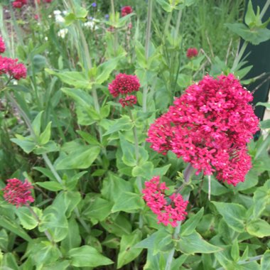 Centranthus ruber