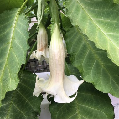 Brugmansia