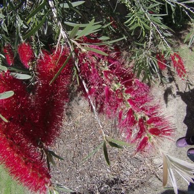 Callistemon