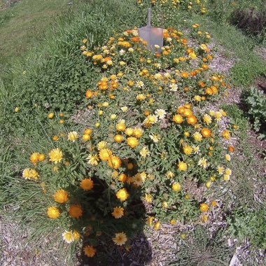 Calendula 'Amber Arctic'