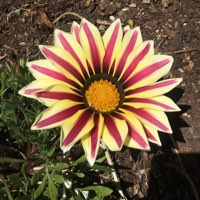 Plant image Gazania splendens 'Big Kiss White Flame'