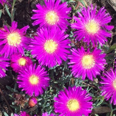 Carpobrotus