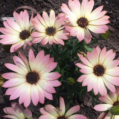 Argyranthemum frutescens 'Superior Purple'