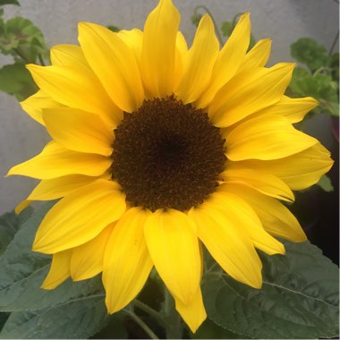 Sunflower 'Dwarf Yellow Spray'