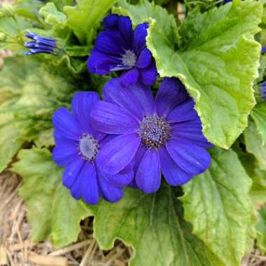 Florist's Cineraria 'Senetti Series'