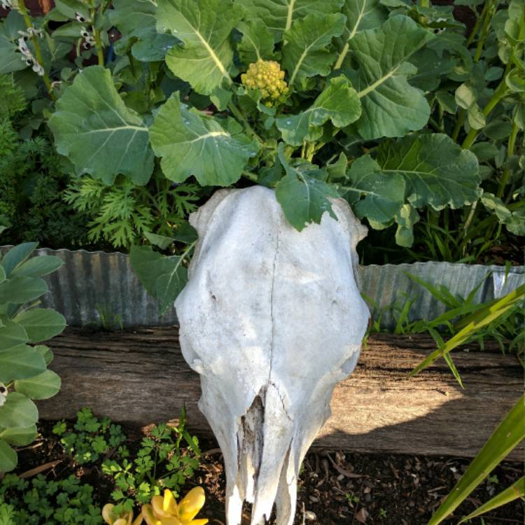 Plant image Brassica oleracea (Botrytis Group) 'Romanesco'