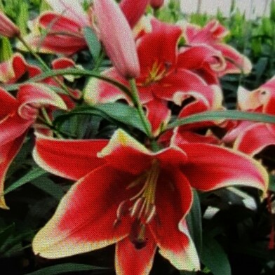 Plant image Lilium 'African Lady'