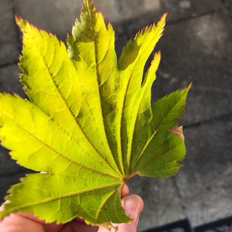 Plant image Acer shirasawanum 'Autumn Moon'