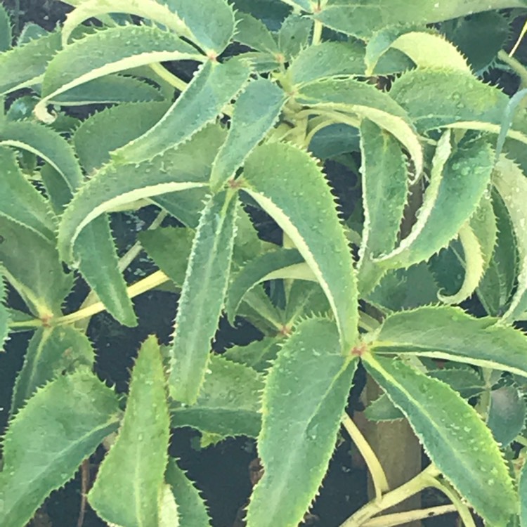 Plant image Helleborus argutifolius 'Silver Lace'