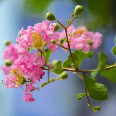 Crepe Myrtle 'Hopi'