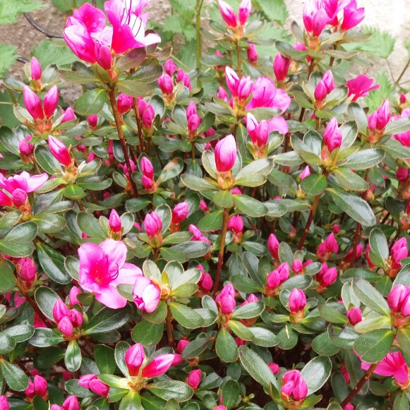 Plant image Rhododendron 'Kermesina'