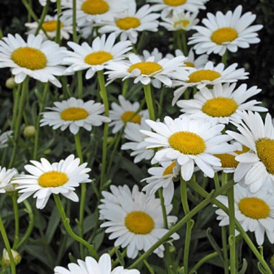 Plant image Leucanthemum x superbum 'Snow Lady'