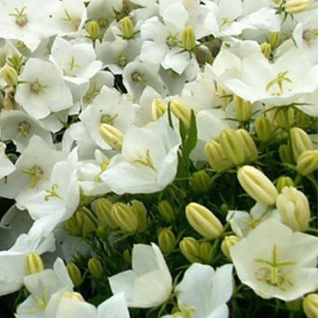 Plant image Campanula carpatica 'White Clips'