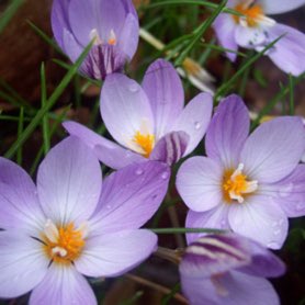 Plant image Crocus suworowianus syn. Crocus kotschyanus subsp. suworowianus