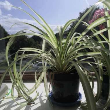 Spider Plant 'Vittatum'