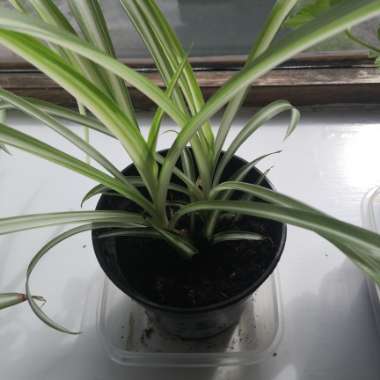 Spider Plant 'Vittatum'