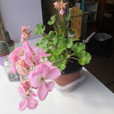 Cranesbill (Geranium)