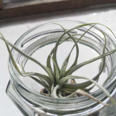 Airplant