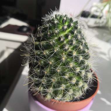 Mammillaria 'Elegans'