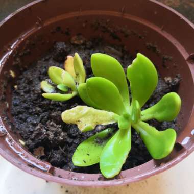 Mexican Stonecrop