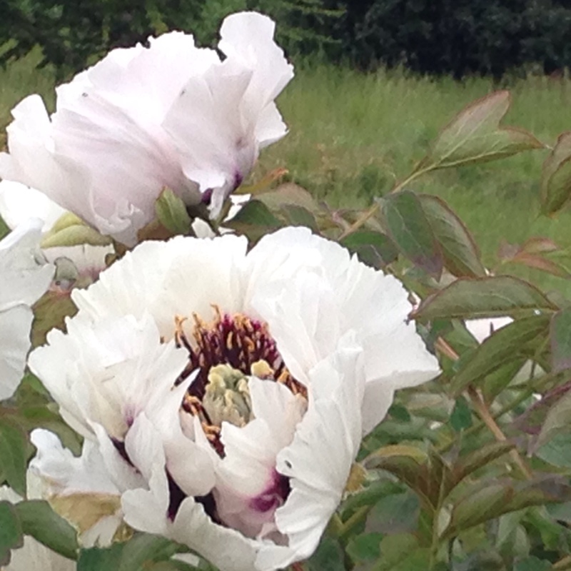 Paeonia rockii