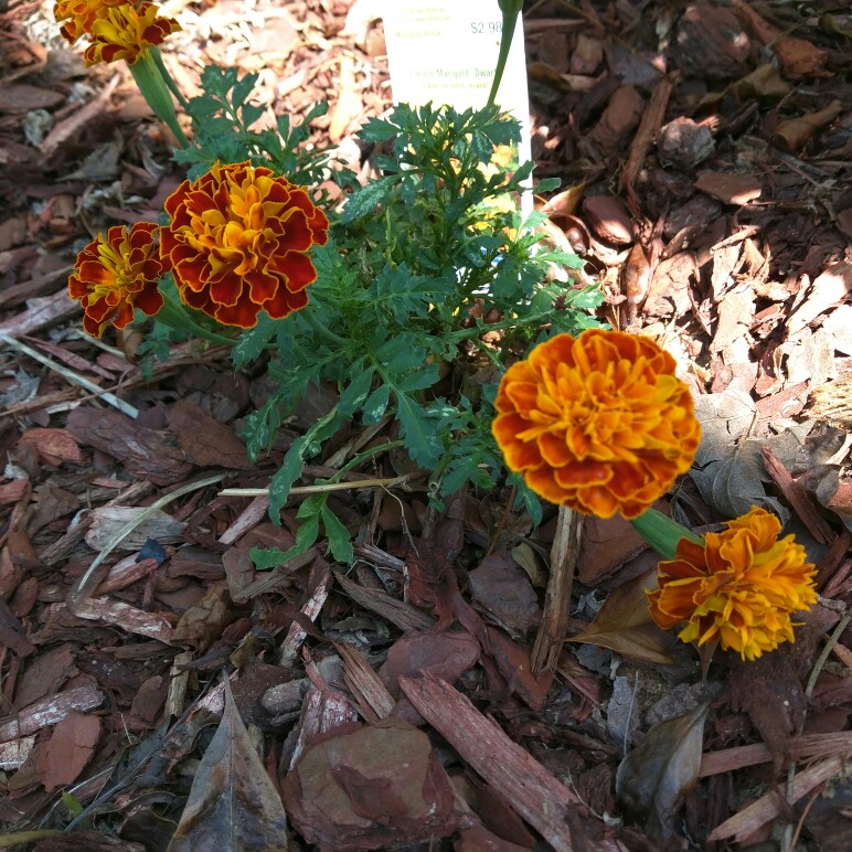 French marigold