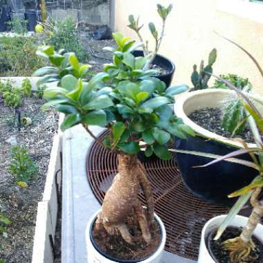 Curtain Fig 'Ginseng'