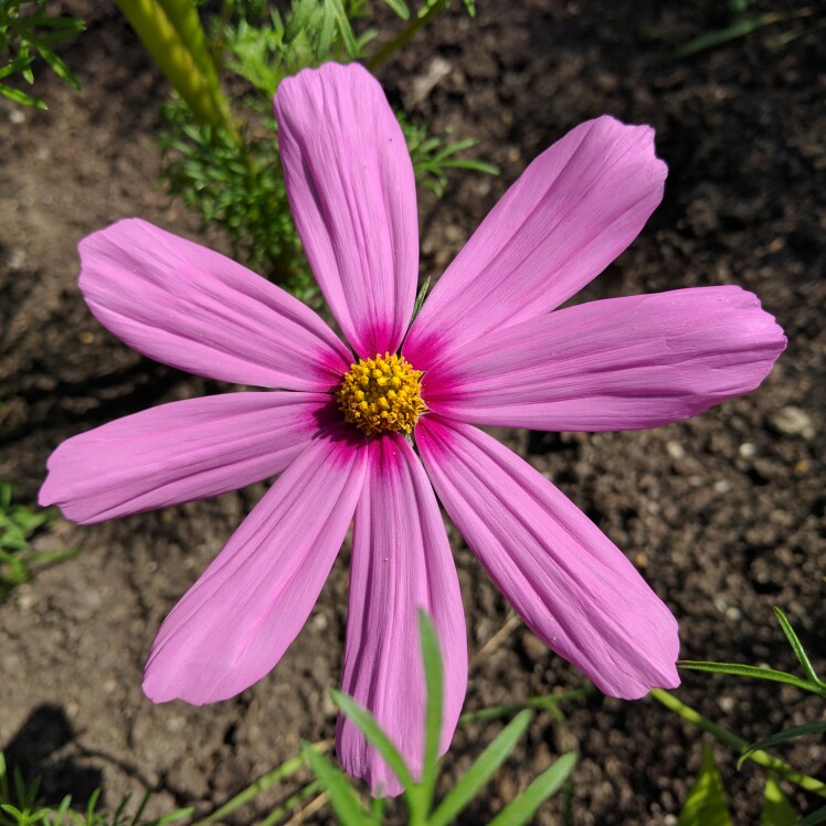 Cosmos 'Sonata Pink Blush'