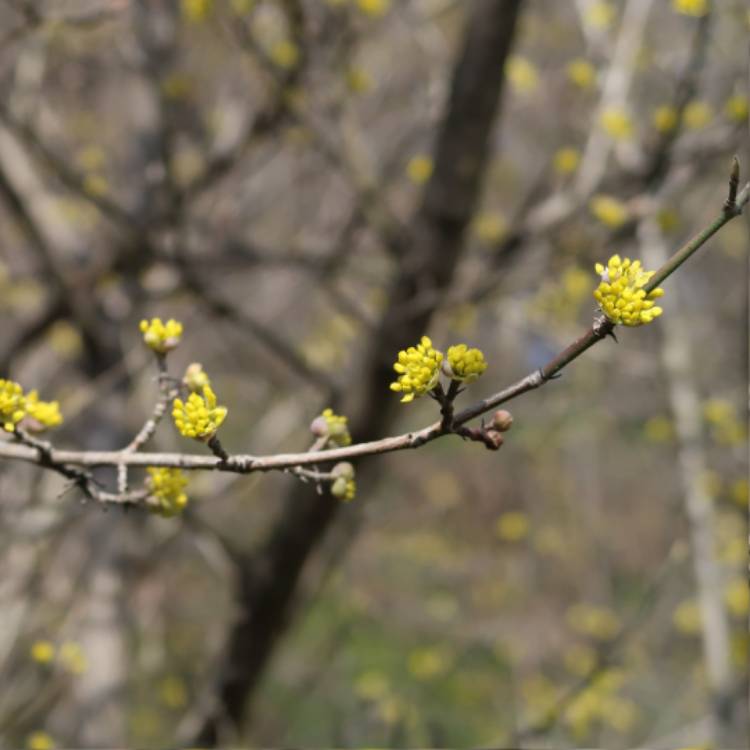 Plant image Cornus Mas