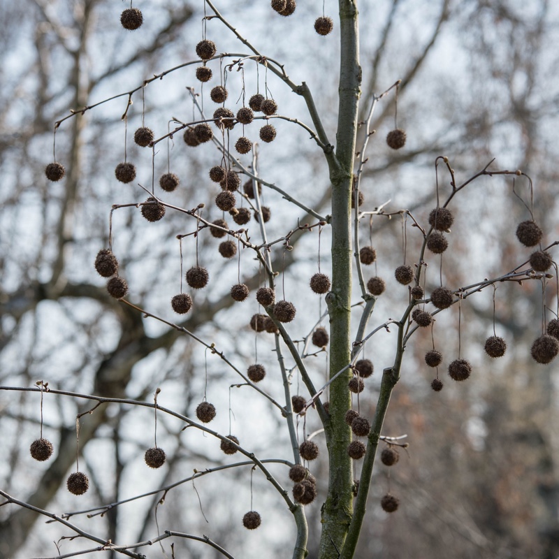 Plant image Platanus x acerifolia syn. Platanus x hispanica ; Platanus x hybrida