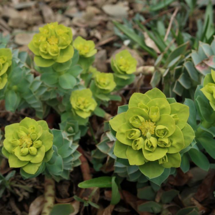 Plant image Euphorbia myrsinites