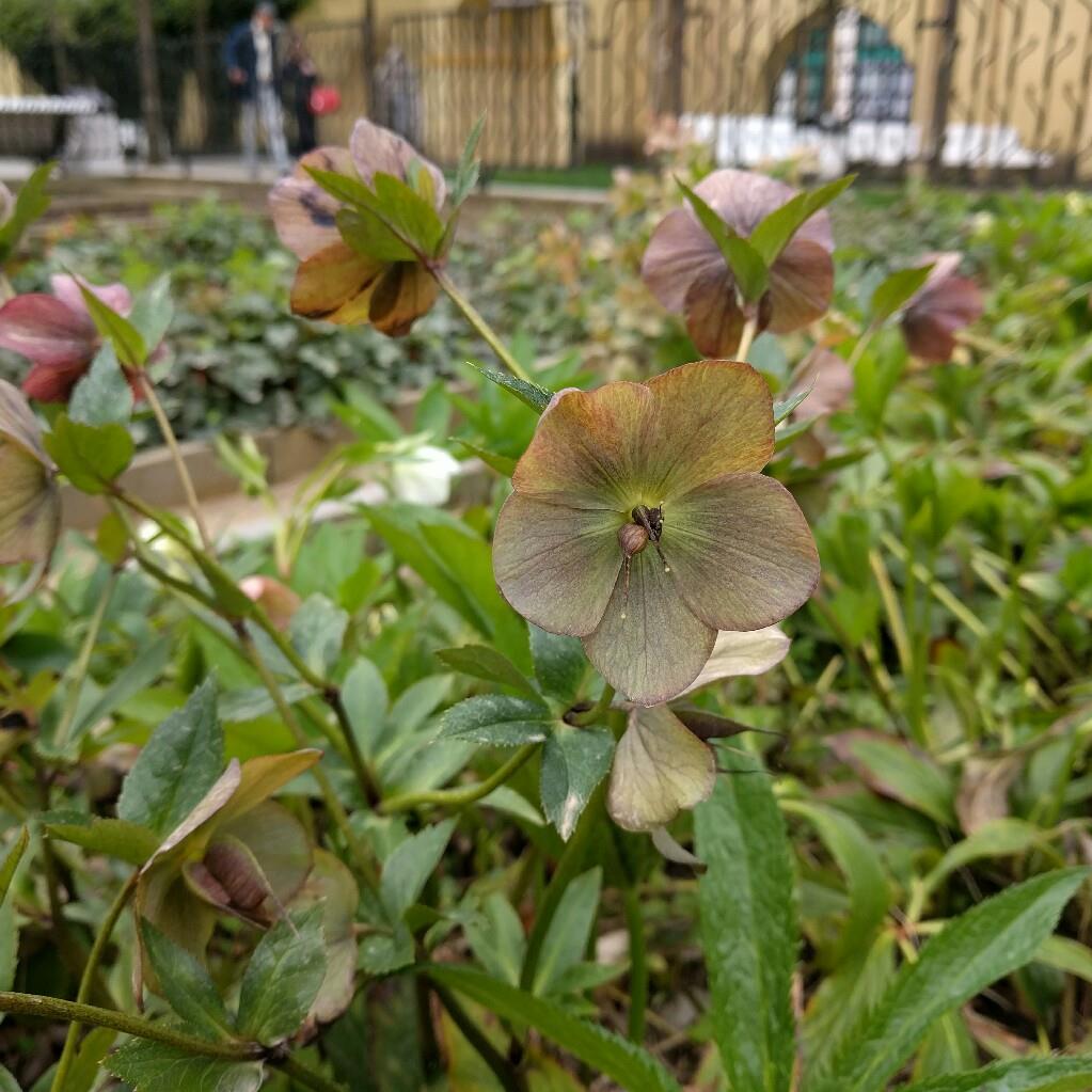 Plant image Helleborus dumetorum