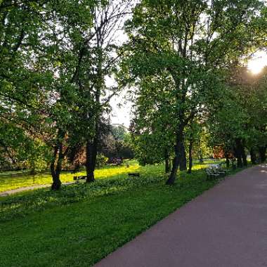 Lukáš's garden